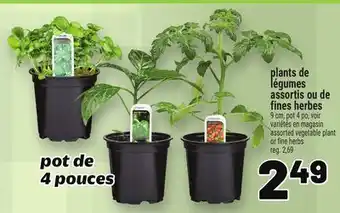 Metro PLANTS DE LÉGUMES ASSORTIS OU DE FINES HERBES | ASSORTED VEGETABLE PLANT OR FINE HERBS offer