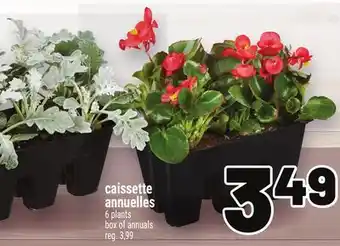 Metro CAISSETTE ANNUELLES | 6 PLANTS BOX OF ANNUALS offer