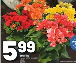 Metro ANNUELLES | ANNUALS offer