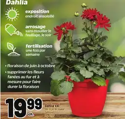 Metro DAHLIA XXL | DAHLIA XXL offer