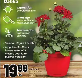Metro DAHLIA XXL | DAHLIA XXL offer