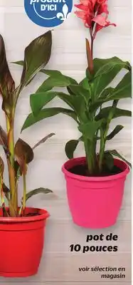 Metro PLANTE CANNA | CANNA PLANT offer