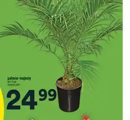 Super C PALMIER MAJESTY | MAJESTY PALM offer