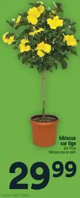 Super C hibiscus sur tige | hibiscus tree on stem offer