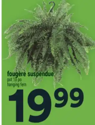 Super C FOUGÈRE SUSPENDUE | HANGING FERN offer