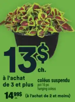 Super C coléus suspendu | hanging coleus offer