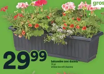 Super C balconnière avec dracéna | window box with draecena offer