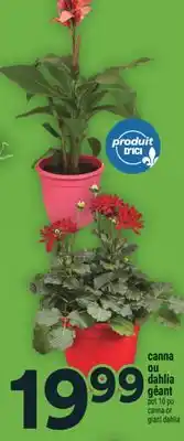 Super C CANNA OU DAHLIA GÉANT | CANNA OR GIANT DAHLIA offer