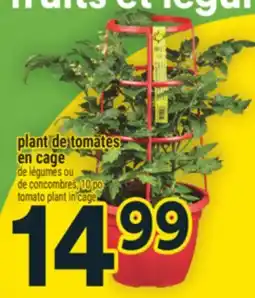 Super C plant de tomates en cage offer