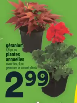 Super C géranium 4,5 po ou plantes annuelles assorties, 4 po | geranium or annual plants offer
