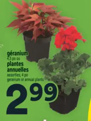 Super C géranium 4,5 po ou plantes annuelles assorties, 4 po | geranium or annual plants offer