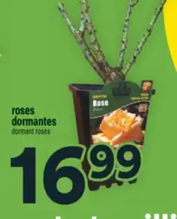 Super C roses dormantes | dormant roses offer