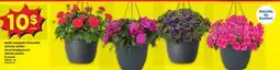 Maxi PANIER SUSPENDU D'ANNUELLES | ANNUAL HANGING BASKET, 10 POUCES offer