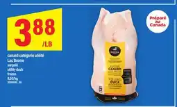 Maxi CANARD CATÉGORIE UTILITÉ LAC BROME | UTILITY DUCK offer