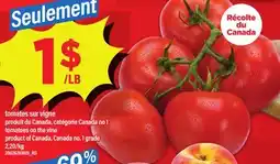 Maxi tomates sur vigne | tomatoes on the vine offer