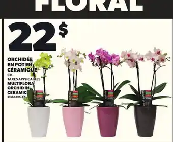 Provigo MULTIFLORA ORCHID IN CERAMIC offer