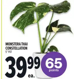 Metro MONSTERA THAI CONSTELLATION offer