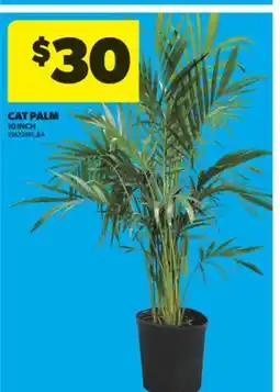 Real Canadian Superstore CAT PALM, 10 INCH offer