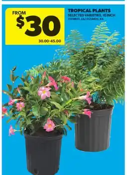 Real Canadian Superstore TROPICAL PLANTS, 10 INCH offer