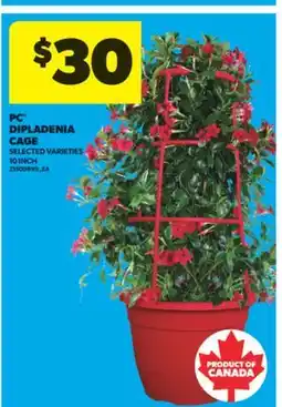 Real Canadian Superstore PC DIPLADENIA CAGE, 10 INCH offer