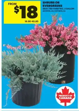 Real Canadian Superstore SHRUBS OR EVERGREENS, 2 GALLON offer