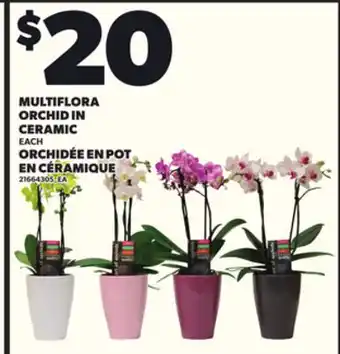 Independent Grocer MULTIFLORA ORCHID IN CERAMIC offer