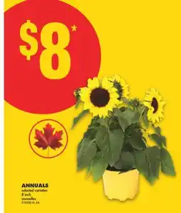 No Frills ANNUALS, 8 INCH offer