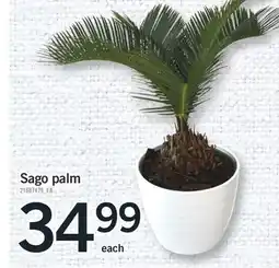 Fortinos SAGO PALM offer
