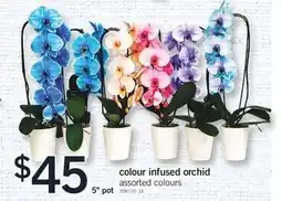 Fortinos COLOUR INFUSED ORCHID, 5 POT offer