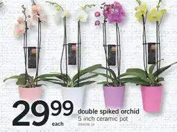 Fortinos DOUBLE SPIKED ORCHID, 5 INCH offer