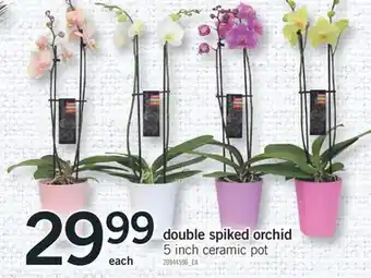 Fortinos DOUBLE SPIKED ORCHID, 5 INCH offer