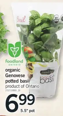 Fortinos ORGANIC GENOVESE POTTED BASIL, 5.5 pot offer