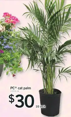 Fortinos PC CAT PALM, 10 INCH offer