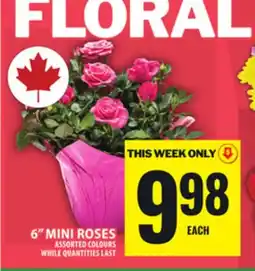 Food Basics 6 MINI ROSES offer