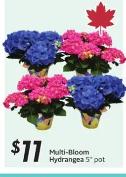 Sobeys Multi-Bloom Hydrangea offer
