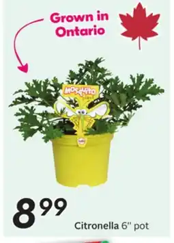 Sobeys Citronella offer