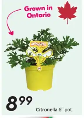 Sobeys Citronella offer