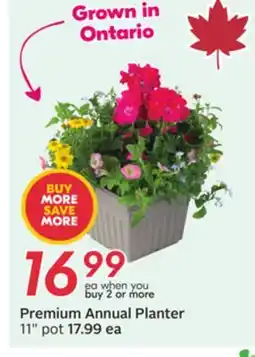 Sobeys Premium Annual Planter offer