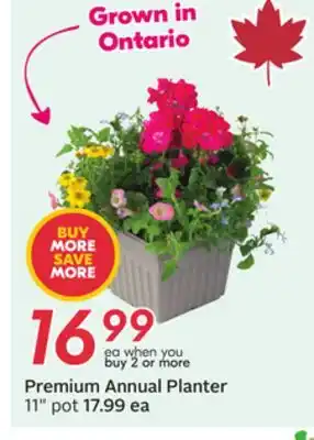 Sobeys Premium Annual Planter offer
