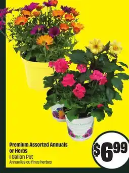 FreshCo Premium Assorted Annuals or Herbs 1 Gallon Pot offer