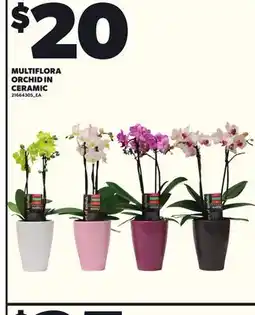 Independent City Market MULTIFLORA ORCHID IN CERAMIC offer