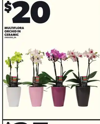 Independent City Market MULTIFLORA ORCHID IN CERAMIC offer