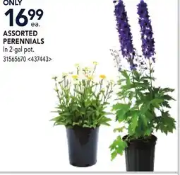 RONA ASSORTED PERENNIALS offer