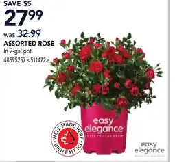 RONA ASSORTED ROSE offer
