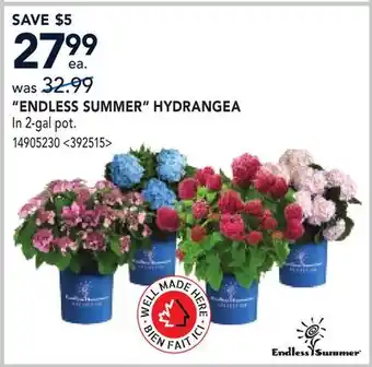 RONA ENDLESS SUMMER HYDRANGEA offer