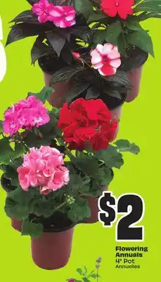 Chalo FreshCo Flowering Annuals 4 Pot offer