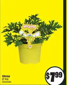 Chalo FreshCo Citrosa 6 Pot offer
