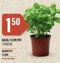 Canac BASIL 11 CM POT offer