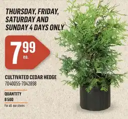 Canac Cultivated Cedar Hedge offer