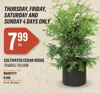 Canac Cultivated Cedar Hedge offer
